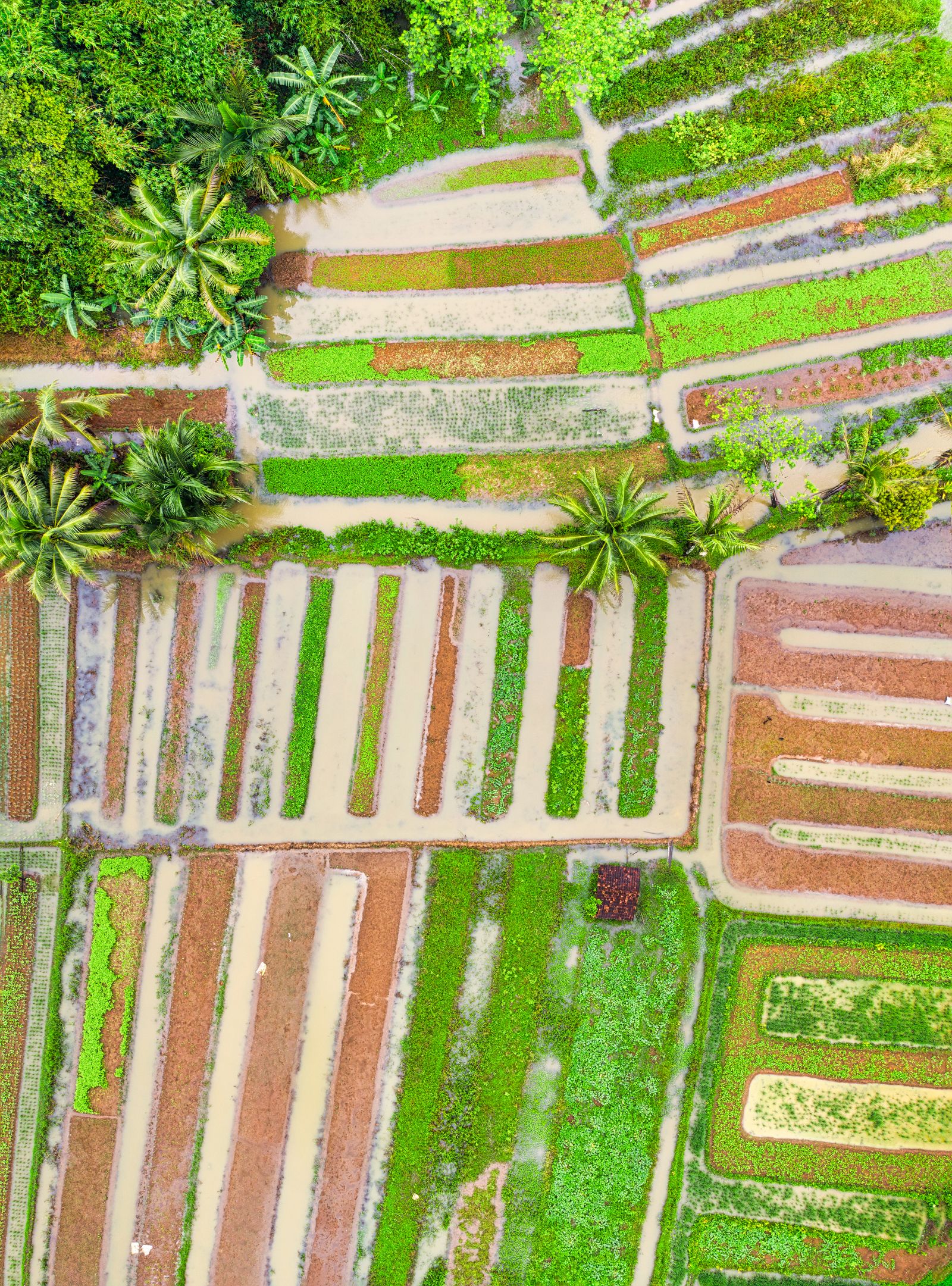 Vista aerea di campi agricoli irrigati